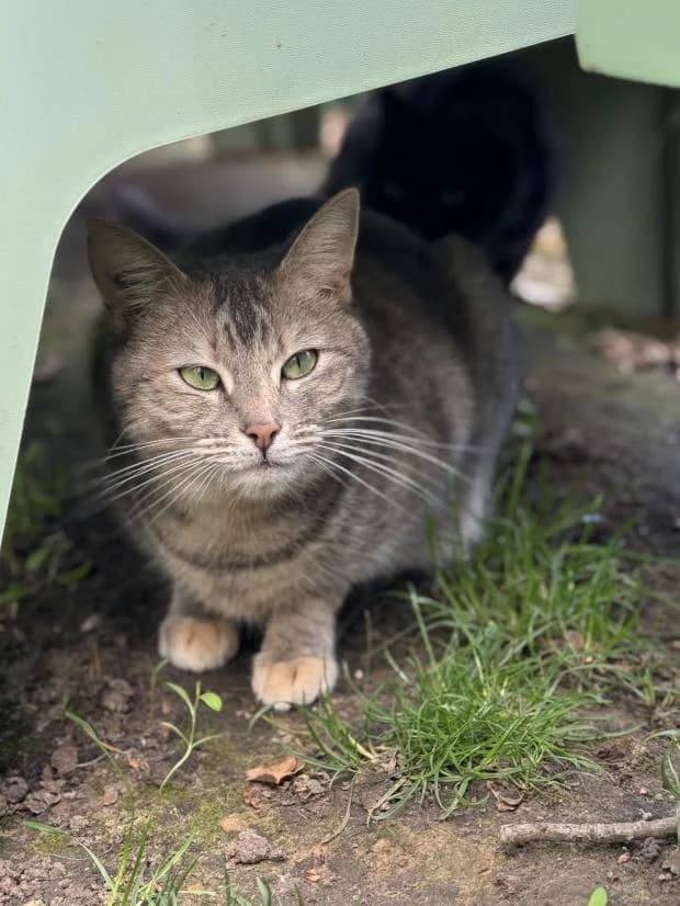 Lissandra, female European Shorthair for adoption at Fondation Brigitte Bardot, Paris