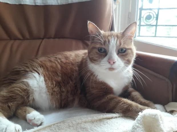 Rouky, male European Shorthair for adoption at Fondation Brigitte Bardot, Paris
