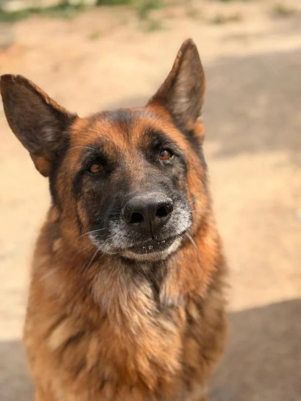 Rocky, male German Shepherd for adoption at Fondation Brigitte Bardot, Paris
