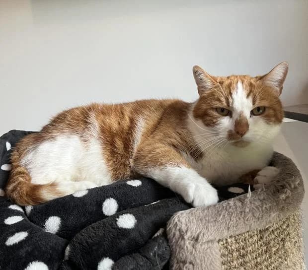 Marley, male European Shorthair for adoption at Fondation Brigitte Bardot, Paris