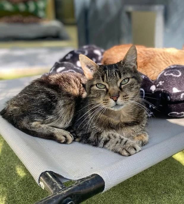 Roumba, female European Shorthair for adoption at Fondation Brigitte Bardot, Paris