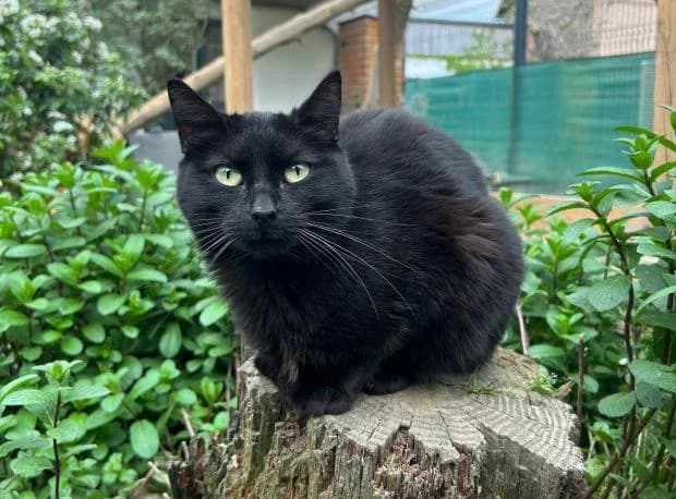 Sanka, male European Shorthair for adoption at Fondation Brigitte Bardot, Paris
