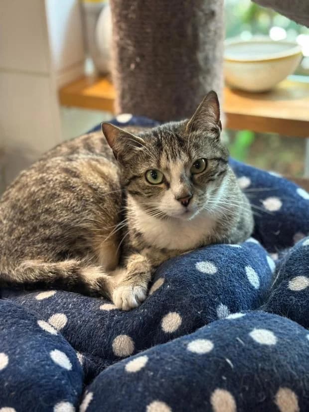 Delhi, female European Shorthair for adoption at Fondation Brigitte Bardot, Paris