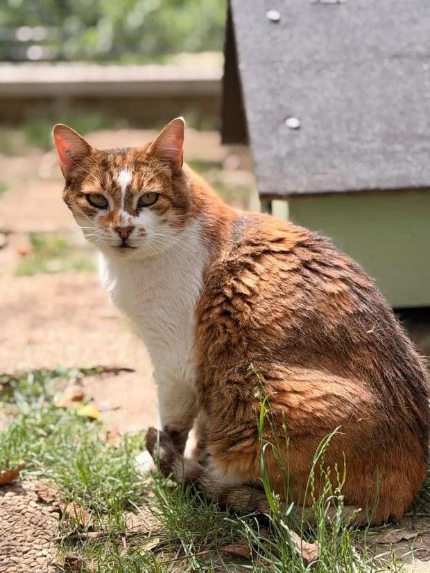 Roxie, female European Shorthair for adoption at Fondation Brigitte Bardot, Paris