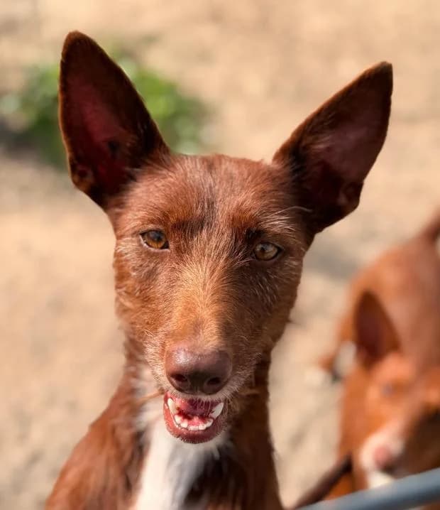 Lluvia, female Mixed Breed for adoption at Fondation Brigitte Bardot, Paris