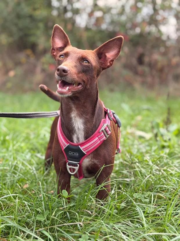 Salta, female Mixed Breed for adoption at Fondation Brigitte Bardot, Paris