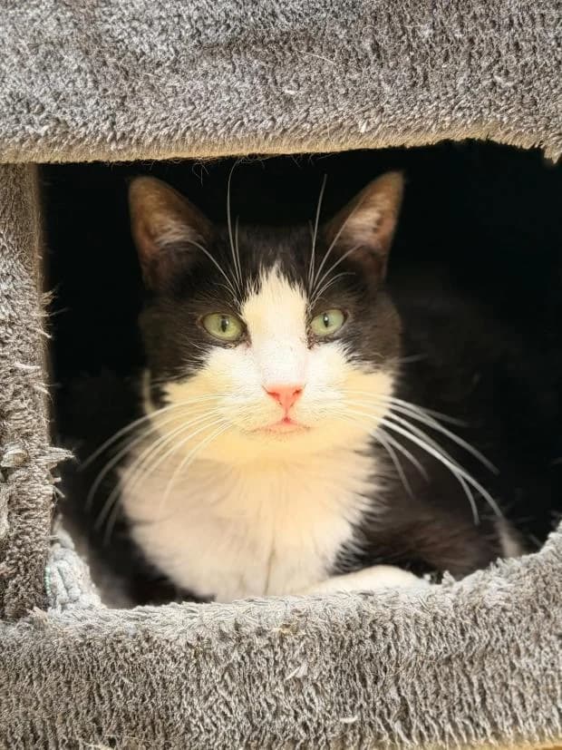 Tao, male European Shorthair for adoption at Fondation Brigitte Bardot, Paris