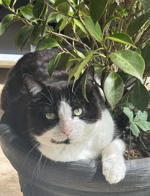 Pomme, male Mixed Breed for adoption at Fondation Brigitte Bardot, Paris