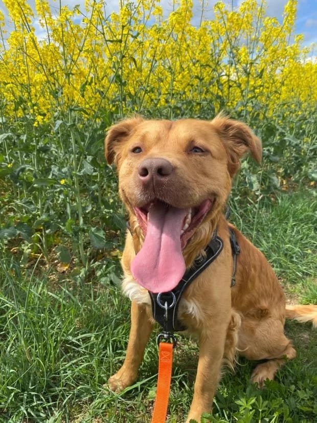 Floky, male Golden Retriever for adoption at Fondation Brigitte Bardot, Paris