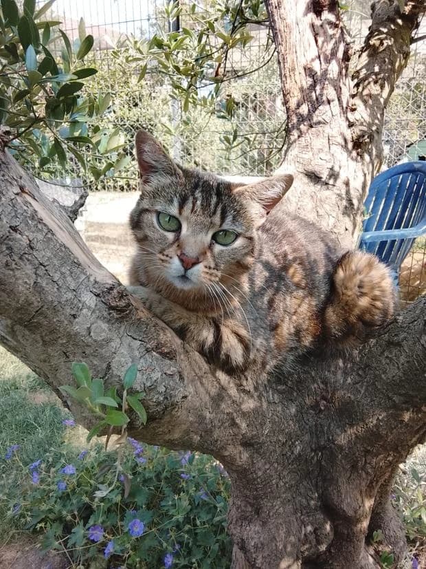 Nana, female European Shorthair for adoption at Fondation Brigitte Bardot, Paris
