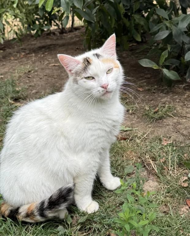 Bella Mimi, female European Shorthair for adoption at Fondation Brigitte Bardot, Paris