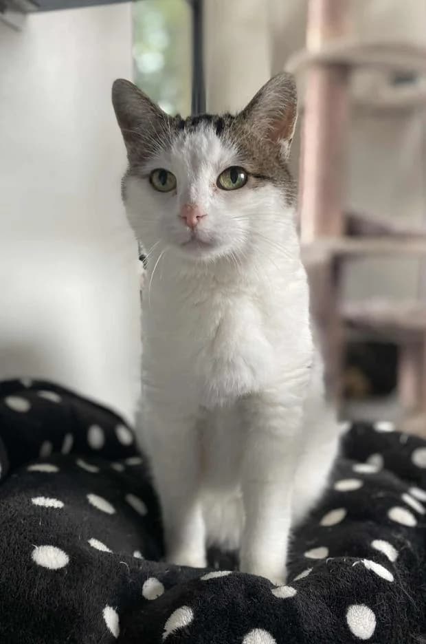 Agathe, female European Shorthair for adoption at Fondation Brigitte Bardot, Paris
