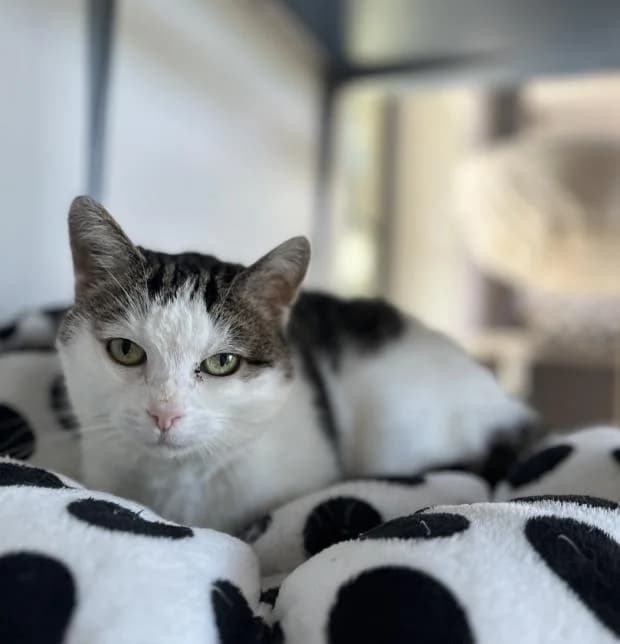 Agathe, female European Shorthair for adoption at Fondation Brigitte Bardot, Paris