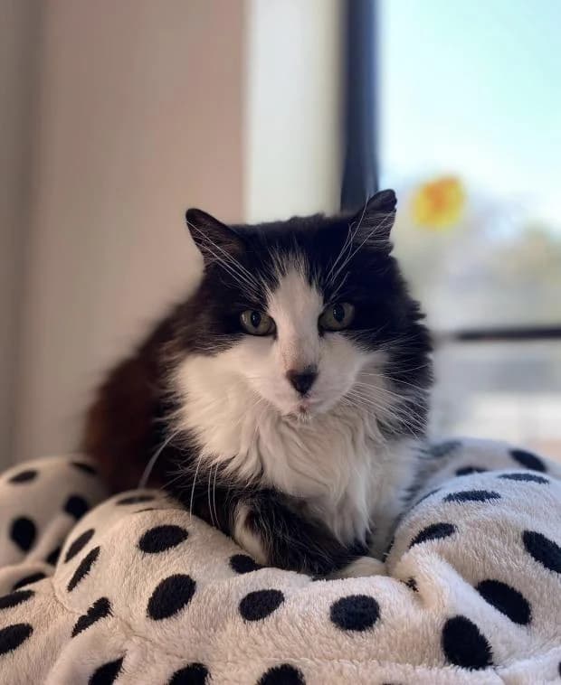 Mimoun, female Mixed Breed for adoption at Fondation Brigitte Bardot, Paris