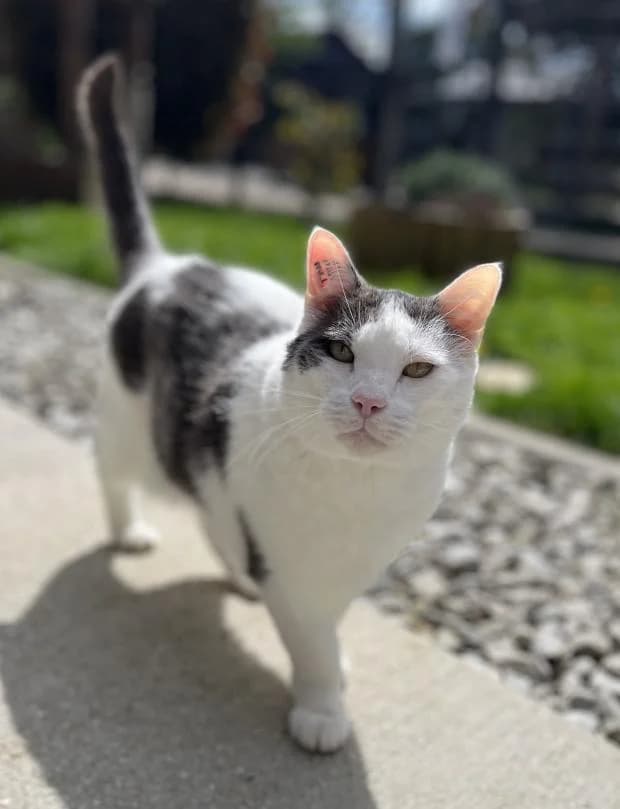 Pioupiou, male Mixed Breed for adoption at Fondation Brigitte Bardot, Paris