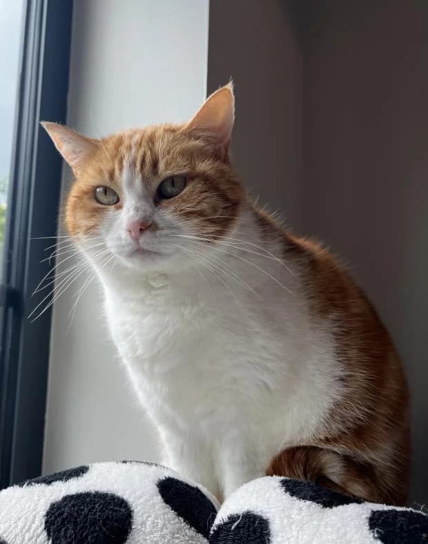 Minette, female European Shorthair for adoption at Fondation Brigitte Bardot, Paris