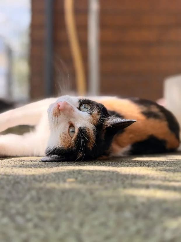 Biquette, female Mixed Breed for adoption at Fondation Brigitte Bardot, Paris