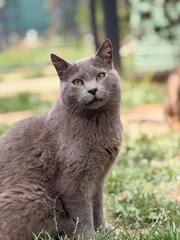 Jeannot, male Mixed Breed for adoption at Fondation Brigitte Bardot, Paris
