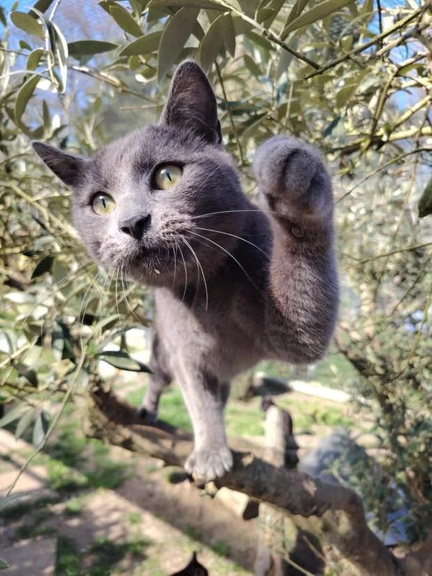 Storm, male Mixed Breed for adoption at Fondation Brigitte Bardot, Paris