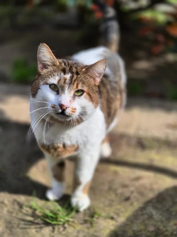 Muesli, male Mixed Breed for adoption at Fondation Brigitte Bardot, Paris