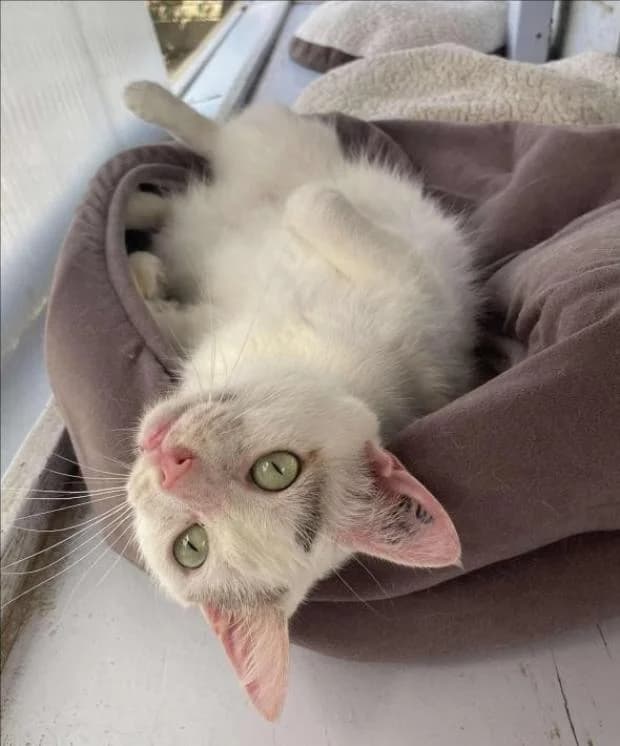 Gripsy, female Mixed Breed for adoption at Fondation Brigitte Bardot, Paris