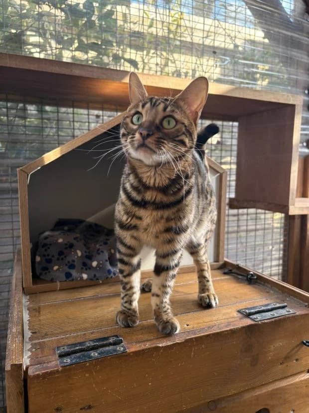 Bandit, male Bengal for adoption at Fondation Brigitte Bardot, Paris