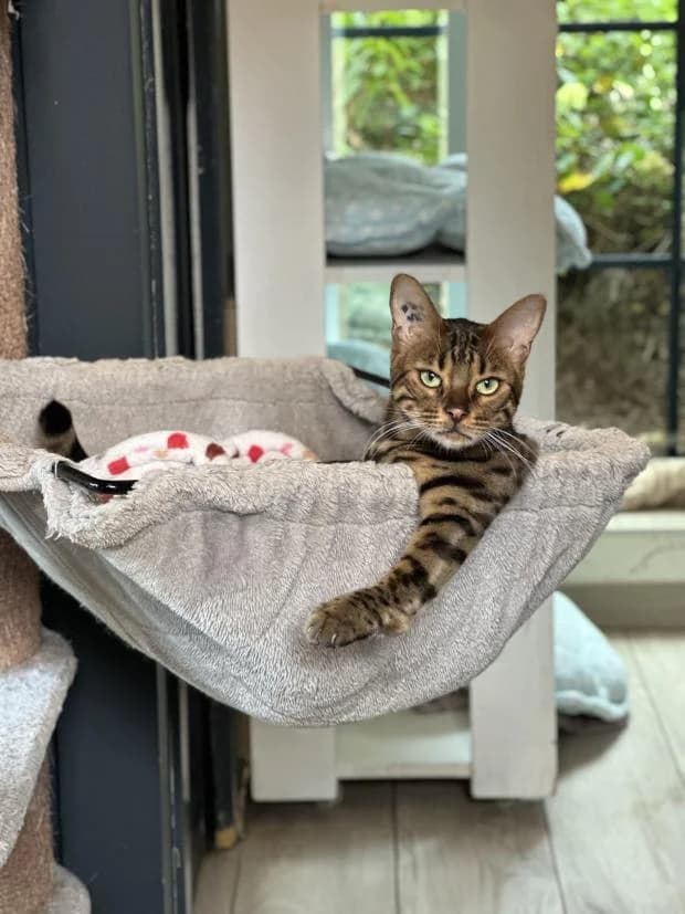 Bandit, male Bengal for adoption at Fondation Brigitte Bardot, Paris