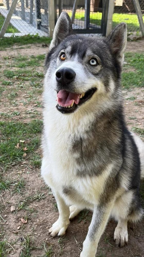 Black, male Husky for adoption at Fondation Brigitte Bardot, Paris