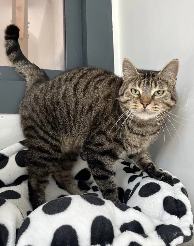 Romeo, male Mixed Breed for adoption at Fondation Brigitte Bardot, Paris