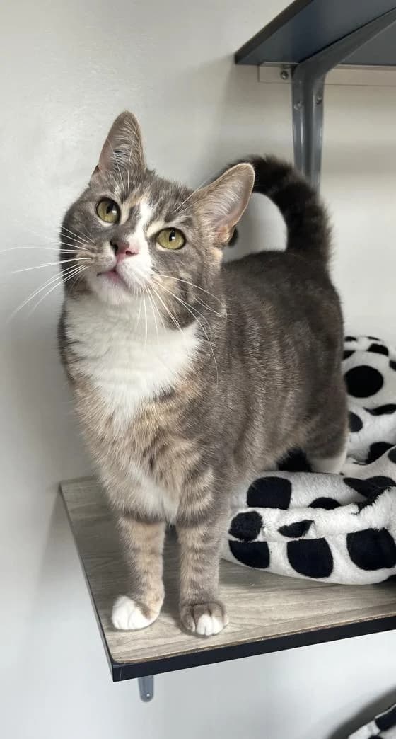 Lilas, female Mixed Breed for adoption at Fondation Brigitte Bardot, Paris