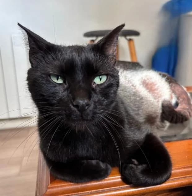Law, male Mixed Breed for adoption at Fondation Brigitte Bardot, Paris