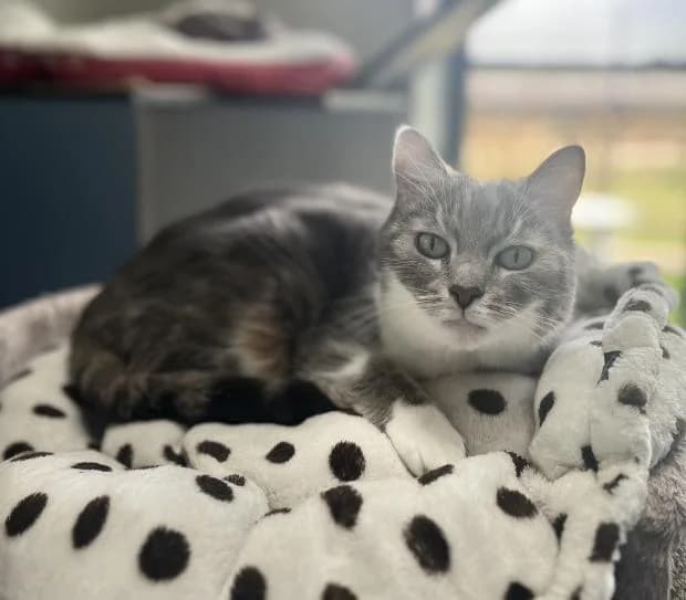 Caline, female European Shorthair for adoption at Fondation Brigitte Bardot, Paris