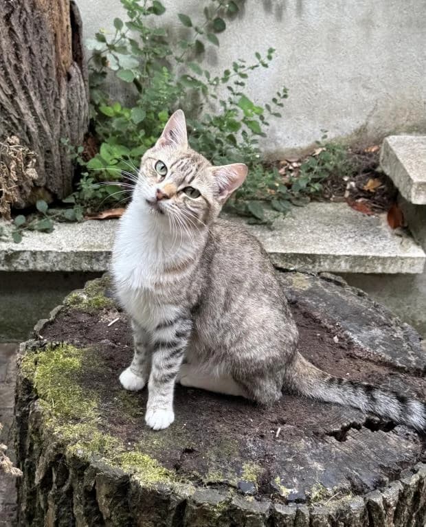 Arik, male Mixed Breed for adoption at Fondation Brigitte Bardot, Paris