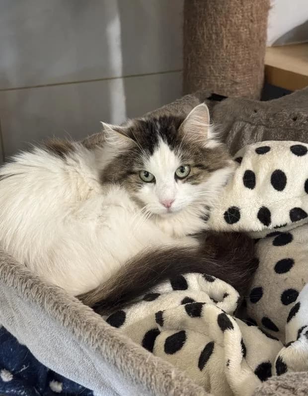 Gladis, female Mixed Breed for adoption at Fondation Brigitte Bardot, Paris