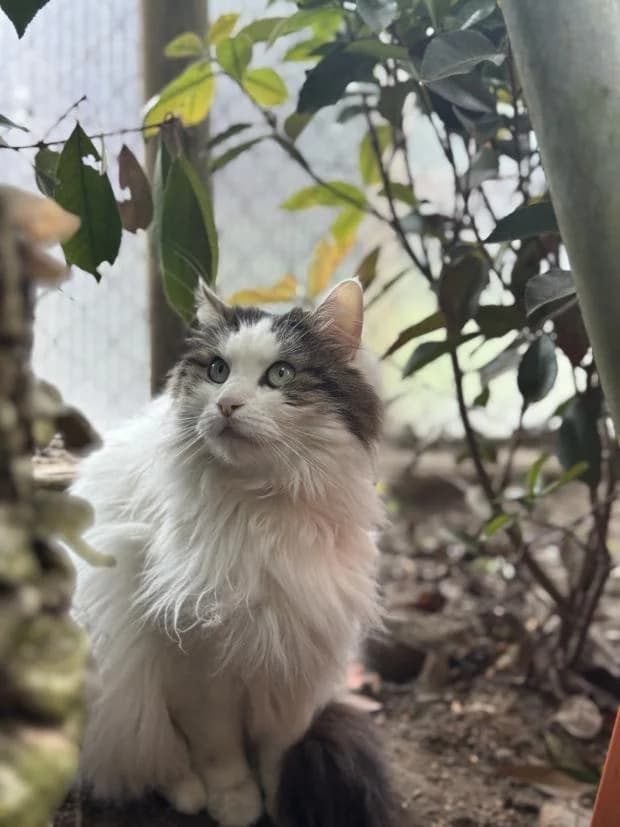 Gladis, female Mixed Breed for adoption at Fondation Brigitte Bardot, Paris