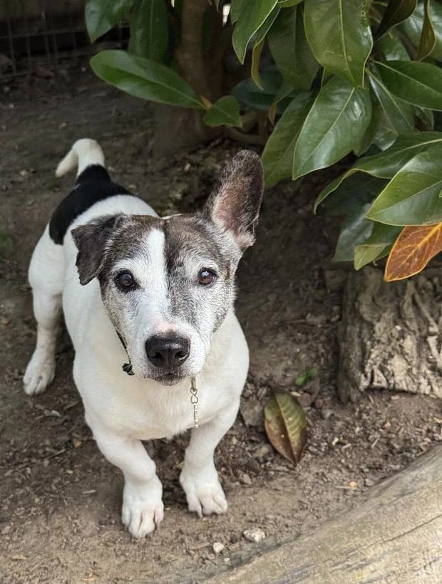 Lylo, male Mixed Breed for adoption at Fondation Brigitte Bardot, Paris