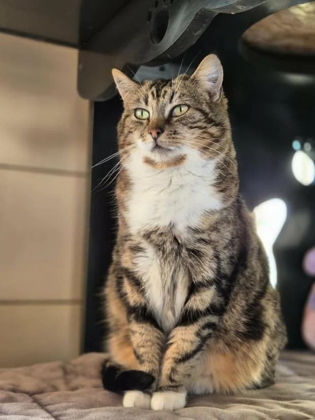 Naya, female Mixed Breed for adoption at Fondation Brigitte Bardot, Paris