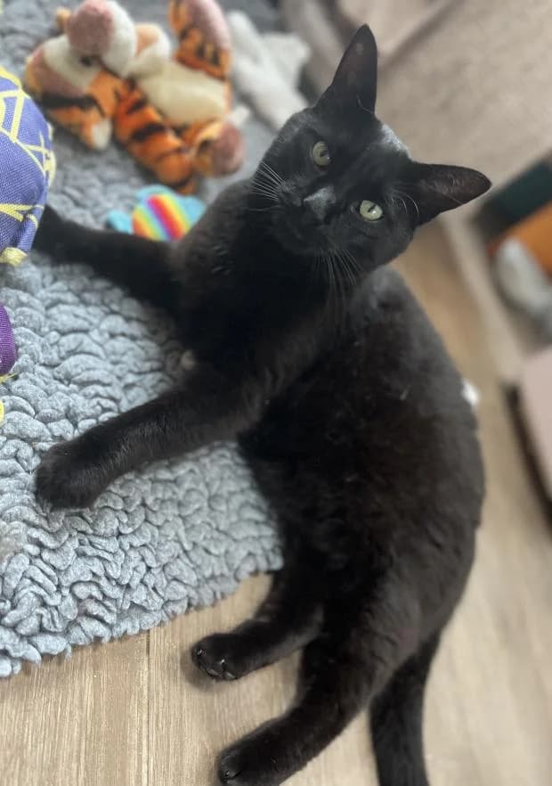 Pulco Alias Mimi, male Mixed Breed for adoption at Fondation Brigitte Bardot, Paris