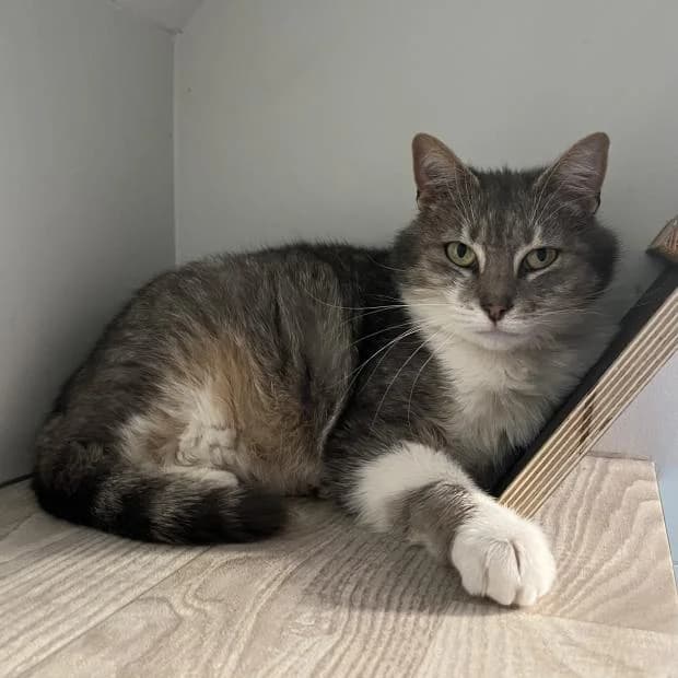 Falbala Alias Mimine, female European Shorthair for adoption at Fondation Brigitte Bardot, Paris