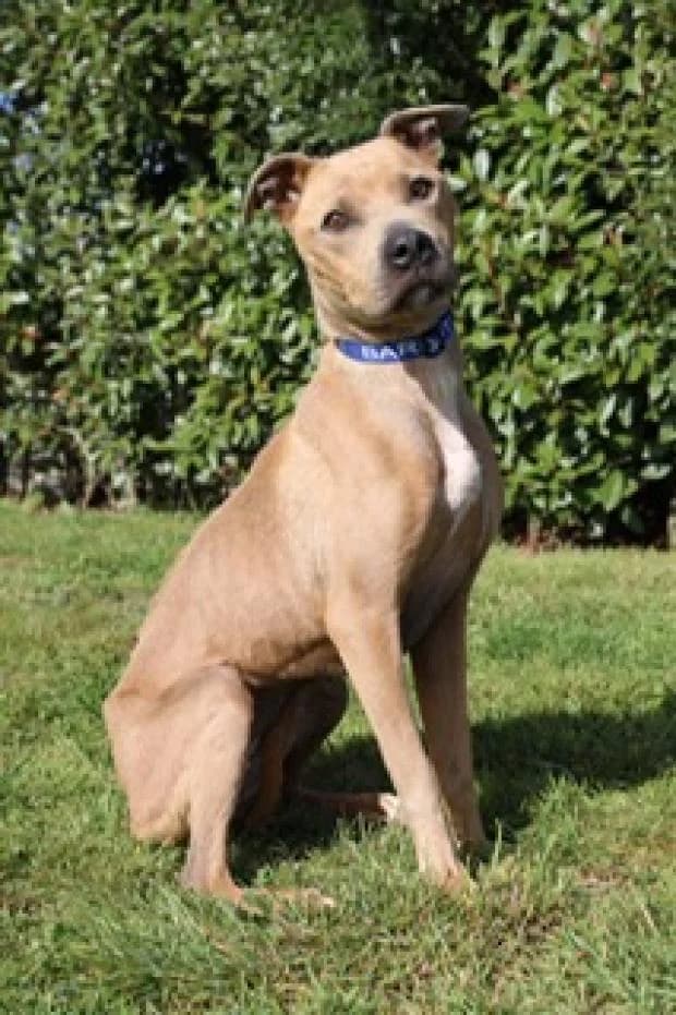 Orka, female young Mixed Breed for adoption at Fondation Brigitte Bardot, Paris