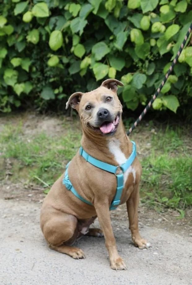 Orka, female young Mixed Breed for adoption at Fondation Brigitte Bardot, Paris