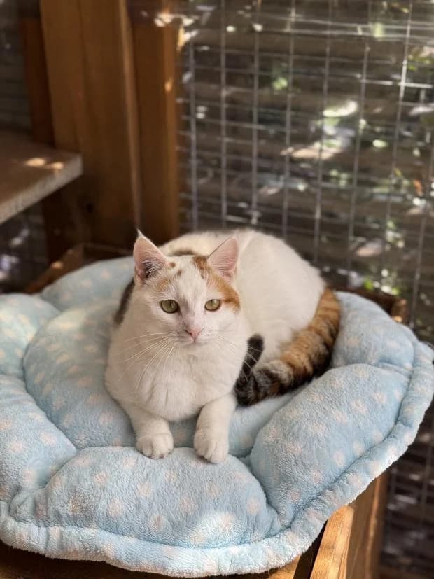 Vye, female European Shorthair for adoption at Fondation Brigitte Bardot, Paris