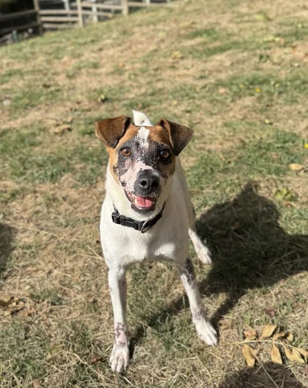 Odin, male Jack Russell Terrier for adoption at Fondation Brigitte Bardot, Paris