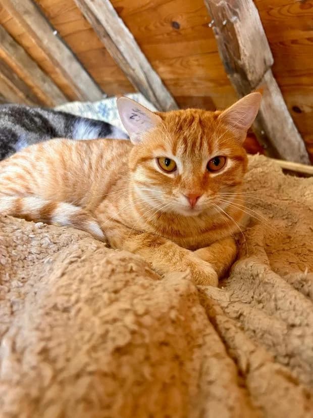 Chanel, female European Shorthair for adoption at Fondation Brigitte Bardot, Paris