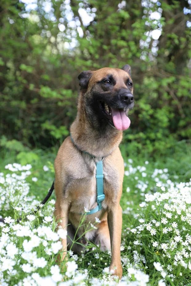 Ultron, male Mixed Breed for adoption at Fondation Brigitte Bardot, Paris