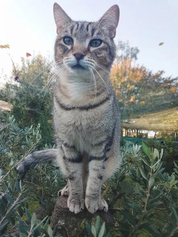 Monoi, male Mixed Breed for adoption at Fondation Brigitte Bardot, Paris