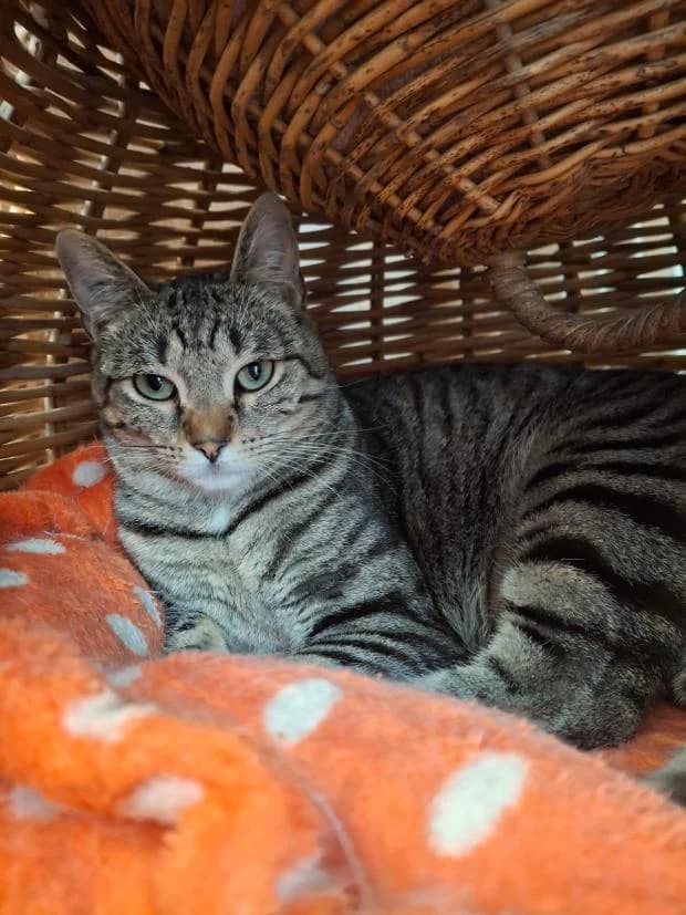 Saba, female Mixed Breed for adoption at Fondation Brigitte Bardot, Paris