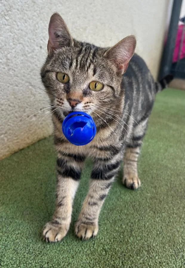 Noumea, female European Shorthair for adoption at Fondation Brigitte Bardot, Paris
