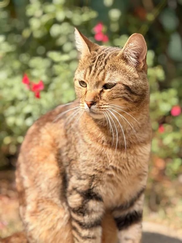 Joyca, male European Shorthair for adoption at Fondation Brigitte Bardot, Paris
