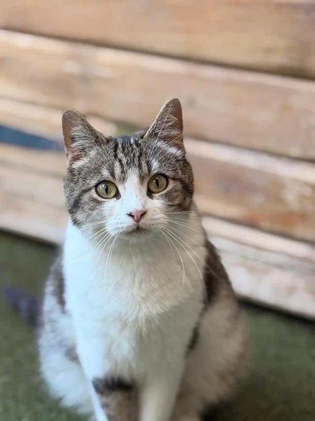 Magla, female European Shorthair for adoption at Fondation Brigitte Bardot, Paris
